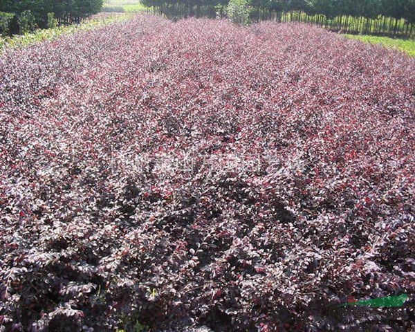 紅花繼木 毛球 紅繼木 杯苗 地苗 容器苗