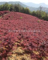 浙江奉化紅楓大量供應(yīng) 紅楓價格優(yōu)惠