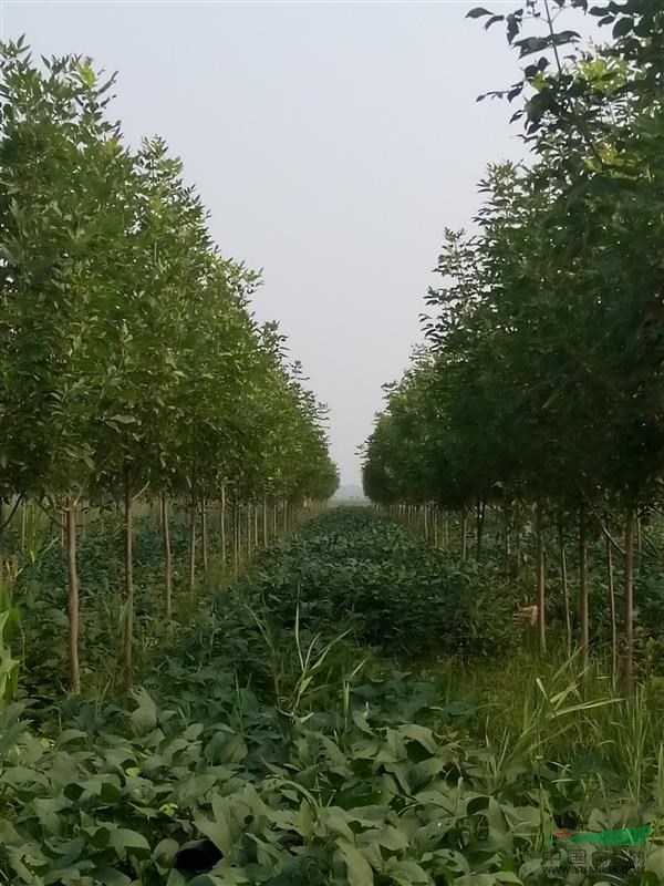 5-7公分速生白蠟，三年帽！