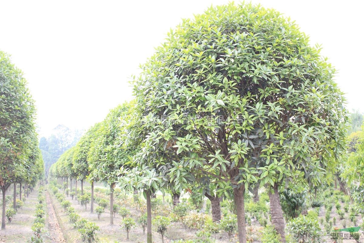 供應桂花 成都桂花樹 桂花價格 桂花照片 桂花苗木批發(fā)