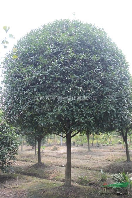 供應桂花 成都桂花樹 桂花價格 桂花照片 桂花苗木批發(fā)