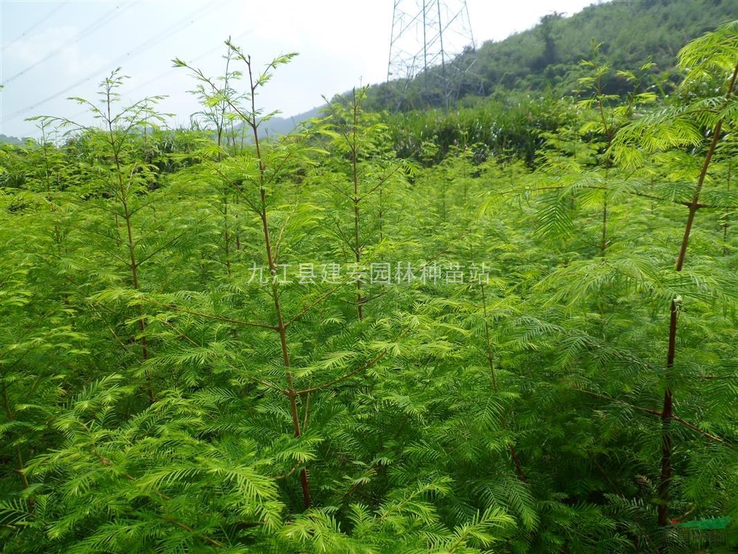 襾公分洛雨杉