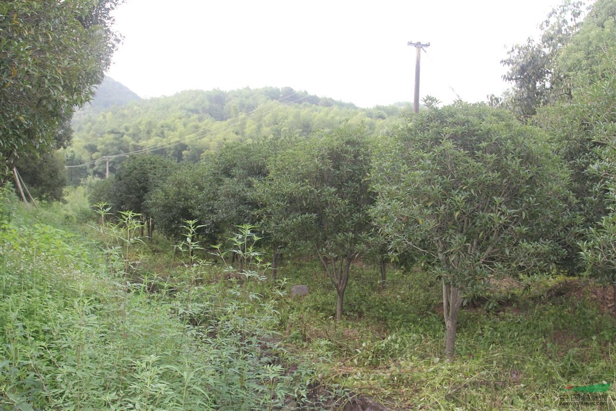 大型桂花樹   成林種植 /絕對精品    丹桂   八月桂