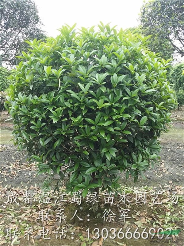 四川地籠子桂花供應(yīng)—成都地籠子桂花—精品桂花球價格
