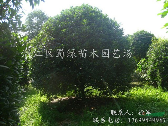 四川地籠子桂花供應(yīng)—成都地籠子桂花—精品桂花球價格