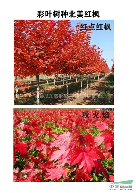 紅點紅楓是紅楓中的領(lǐng)軍紅楓，勢必帶領(lǐng)眾紅楓奔向輝煌