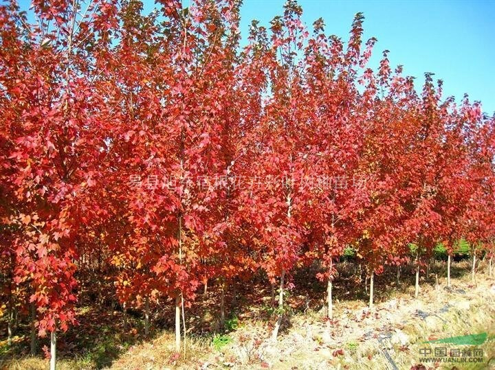 紅點紅楓是紅楓中的領(lǐng)軍紅楓，勢必帶領(lǐng)眾紅楓奔向輝煌