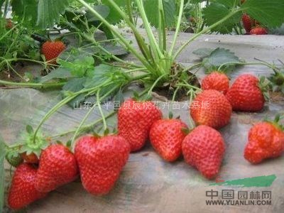 山東臨沂草莓苗、凝香、甜查理、奶油草莓等品種