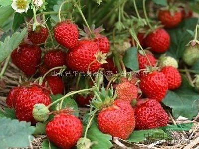 山東臨沂草莓苗、凝香、甜查理、奶油草莓等品種
