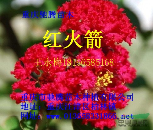 紅葉紫薇1米開花了