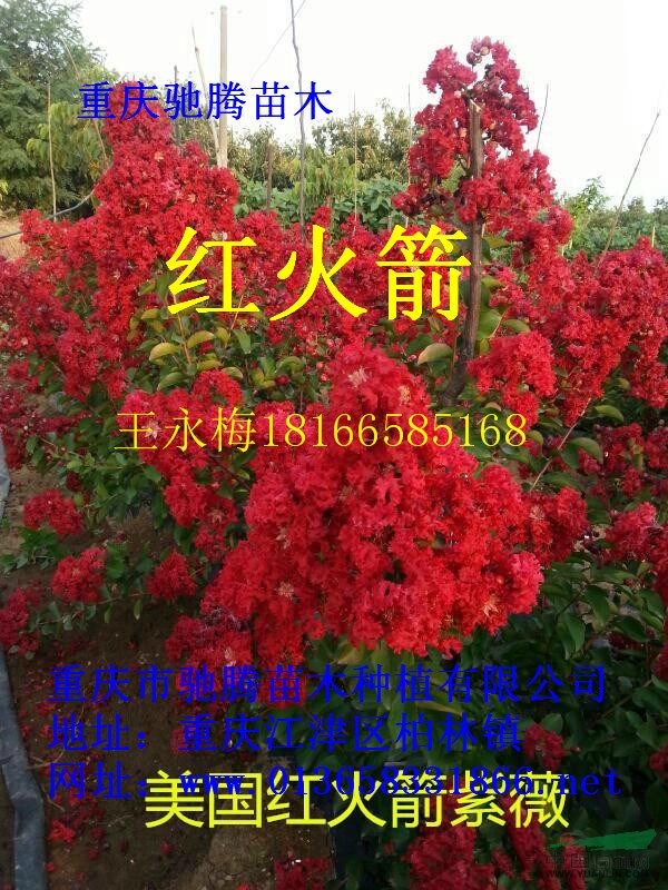 紅葉紫薇1米開花了