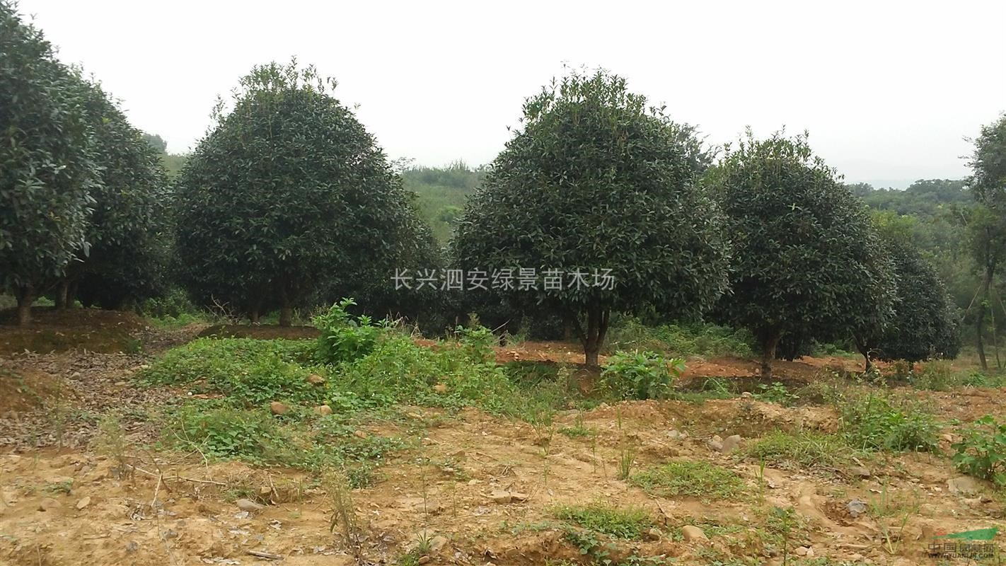 供應桂花