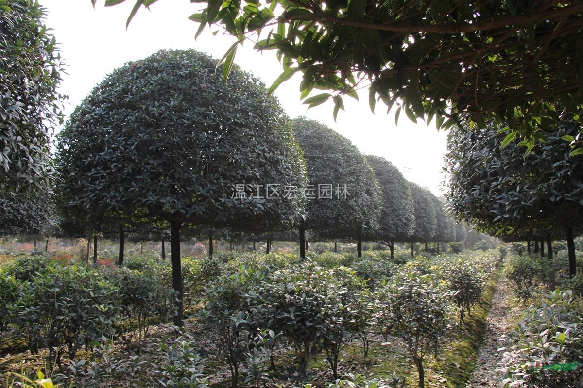 四川桂花，成都桂花，高桿桂花，精品桂花。