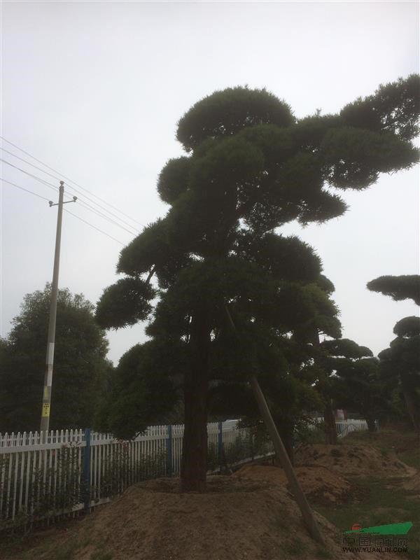 原生大羅漢松，湖南原生大羅漢松