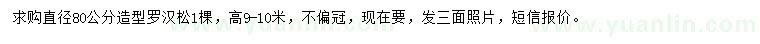 求購直徑80公分造型羅漢松