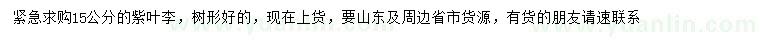求購15公分紫葉李