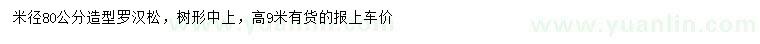 求購(gòu)米徑80公分造型羅漢松