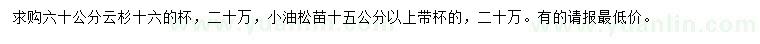 求購60公分云杉