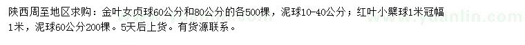 求購60、80公分金葉女貞球
