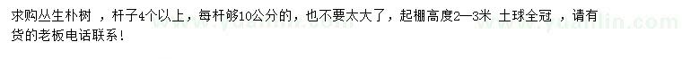 求購叢生樸樹