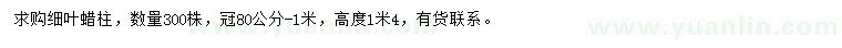 求購(gòu)冠80公分-1米細(xì)葉蠟柱