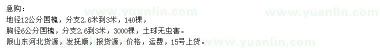 求購地徑12公分國槐、胸徑6公分國槐