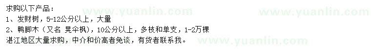 求購5-12公分以上發(fā)財樹、10公分以上鴨腳木