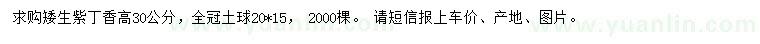 求購(gòu)高30公分矮生紫丁香