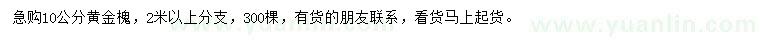 求購10公分黃金槐