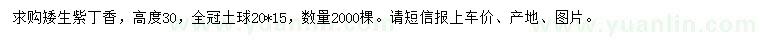 求購(gòu)高30公分矮生紫丁香