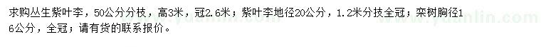 求購(gòu)叢生紫葉李、紫葉李、欒樹(shù)