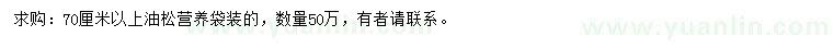 求購70公分高油松