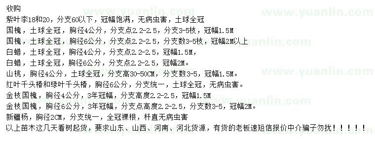 求購紫葉李、國槐、白蠟等
