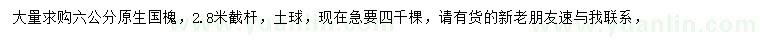 求購6公分國槐