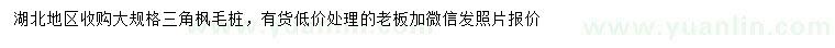 求購三角楓毛樁