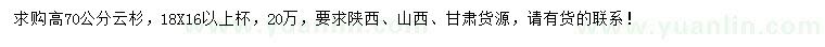求購高70公分云杉