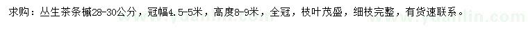 求購高8-9米叢生茶條槭