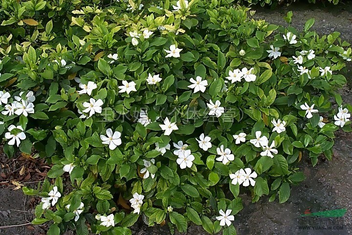 蕭山梔子花圖片，大小葉梔子花最新價格