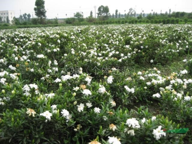 蕭山梔子花圖片，大小葉梔子花最新價格