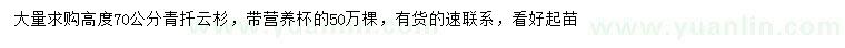 求購高度70公分青扦云杉
