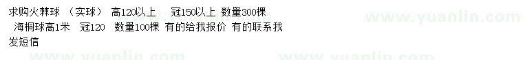 求購高120公分以上火棘球、高1米海桐球