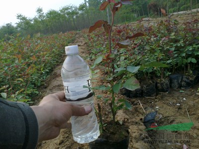 豐花月季一年苗供應(yīng)/豐花月季一年苗圖片