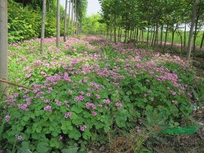 紅花草圖片\紅花草報(bào)價(jià)