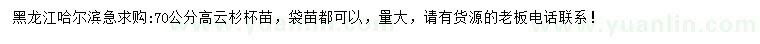 求購高70公分云杉