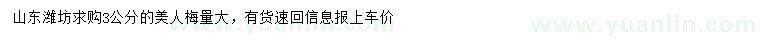 求購3公分美人梅
