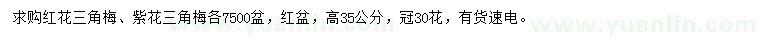 求購(gòu)高35公分紅花三角梅、紫花三角梅