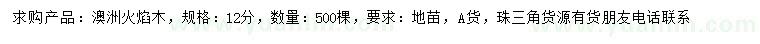 求購12公分澳洲火焰木