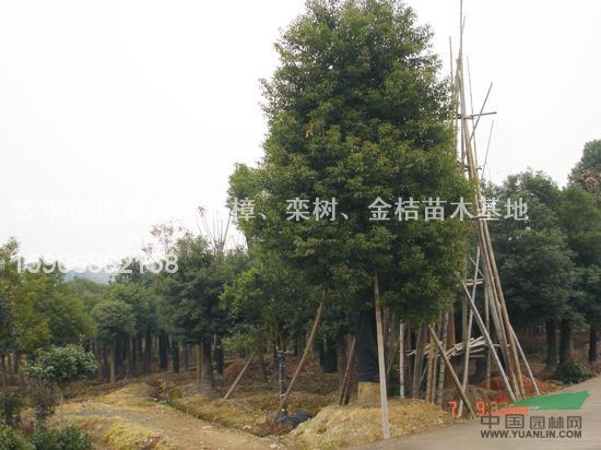 浙江香樟（骨架）8介紹