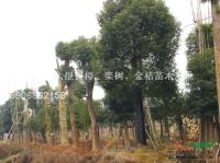 香樟（骨架）9圖片\香樟（骨架）9報(bào)價(jià)