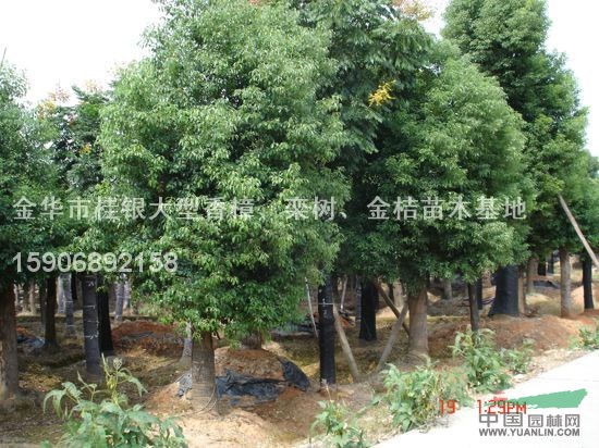 截桿香樟3報(bào)價(jià)/浙江截桿香樟3報(bào)價(jià)